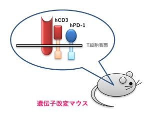 ONO-4685：PD-1×CD3二重特異性抗体