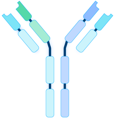 What Are Bispecific Antibodies?