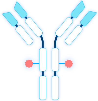 What Are Antibody-Drug Conjugates (ADCs)?