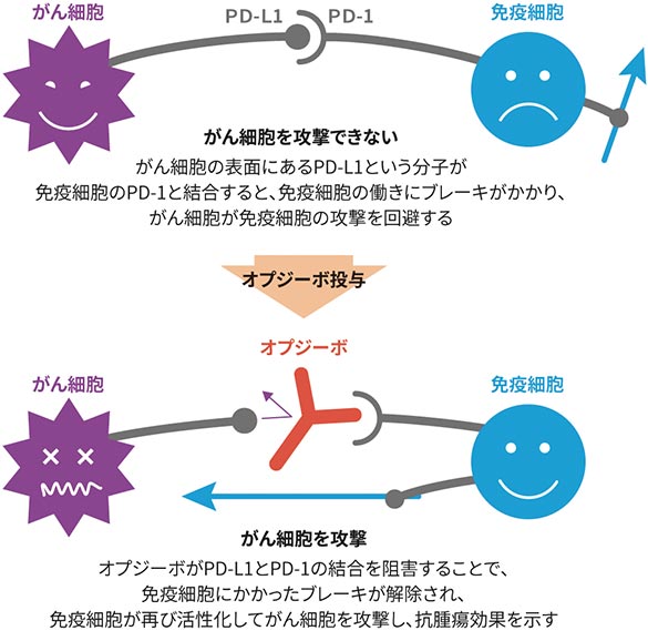 オプジーボの作用メカニズム